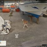 ストリートビュー車、イッヌに追跡されてしまう?w?w?w?w?w?w?w?w?w?w (※画像あり) ストリートビュー車、イッヌに追跡されてしまう?w?w?w?w?w?w?w?w?w?w (※画像あり)