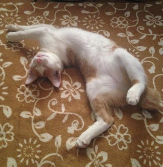 【画像あり】なんかすごい姿勢でうちの猫が寝てるｗｗｗｗｗｗｗｗｗｗ