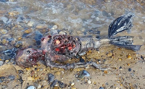 【UMA】イギリスに人魚が漂着wwwwwwwwwwwwwwwwwwwwwwwwwwwwwwwww