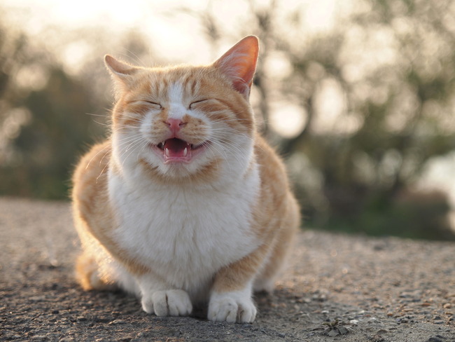 猫飼ったこと無い奴には分からないこと