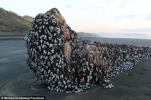 【速報】ニュージーランド海岸にやばい何かが流れ着く (※画像あり)