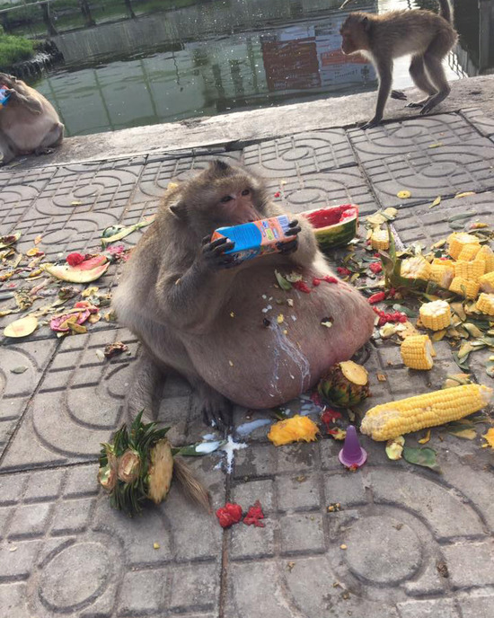 【画像】クソ猿、人間から餌をもらい過ぎてとんでもない姿になるｗｗｗｗｗ