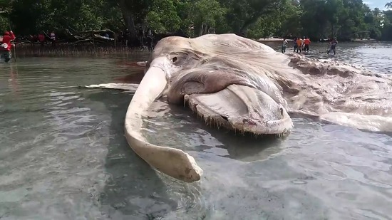 【画像】海岸に打ち上げられた15メートルの謎の巨大生物の死骸がイカかクジラかで論争にｗｗｗｗｗｗ