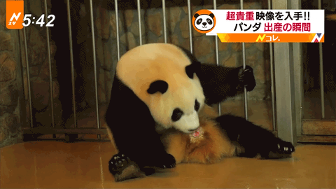 【悲報】 パンダの出産シーン、グロすぎるｗｗｗｗｗｗｗｗ （※gif画像あり）