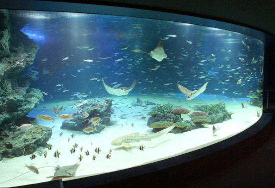 【悲報】サンシャイン水族館、9割の魚を死なせるｗｗｗｗｗｗｗ