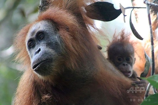【画像】絶滅危惧「新種のオランウータン」がインドネシアのスマトラ島で発見される！！