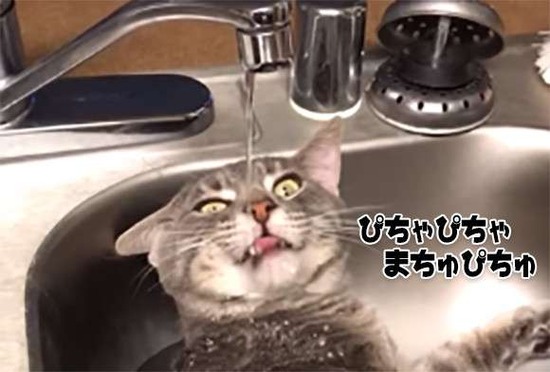 【画像】この水の飲み方が明らかにおかしい猫が面白すぎるwwwww