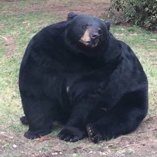 【画像】北海道でとんでもなく太った熊が発見されるwwwww