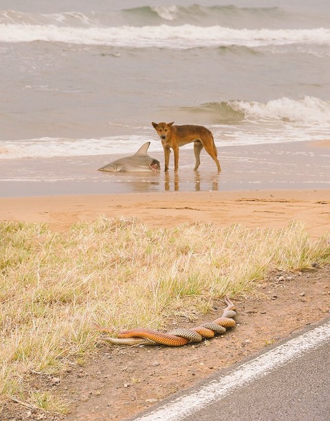【悲報】オーストラリアさん、ビーチでイヌがサメを襲い、その横でヘビが交尾する無法地帯だった （※画像あり）