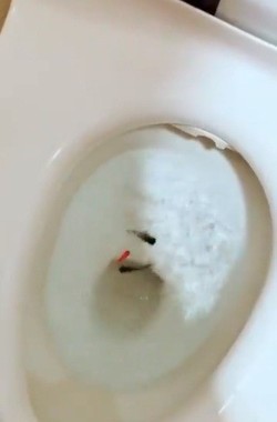 【画像】金魚をトイレに流して大炎上の19歳女性、職場にクレームが殺到し解雇されていた事が判明ｗｗｗｗｗｗ