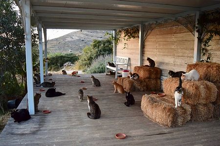 【朗報】エーゲ海の島で猫55匹の世話するアルバイトに応募殺到ｗｗｗｗｗｗｗ