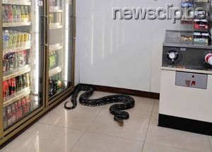 【画像】セブンイレブン店内に全長3メートルの大蛇が入り込むｗｗｗｗｗｗｗｗ