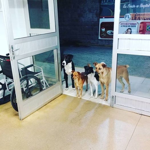 【画像】ブラジルでホームレスが入院。友だちの野良犬たちがお見舞いに来て大きな話題にwwwww