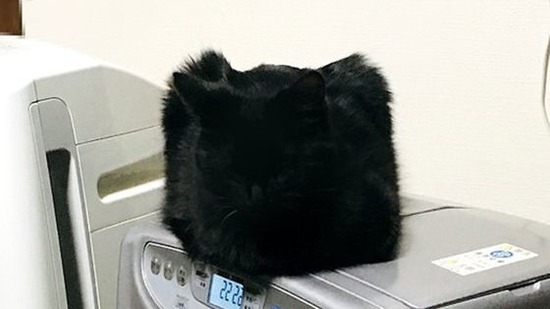 【画像】メーテルの帽子のようなネコが発見されてしまうwwwwww