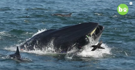 【画像】クジラに呑み込まれた男性、口の中から逃げ出して助かるｗｗｗｗｗｗｗ